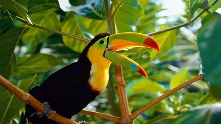 Beautiful-Bird-Toucan