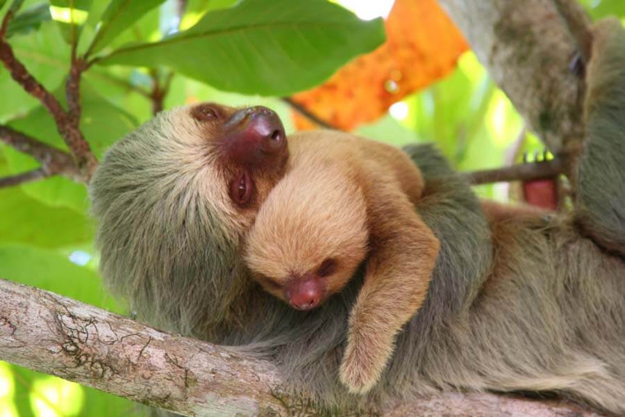 Two-Toed-Sloth