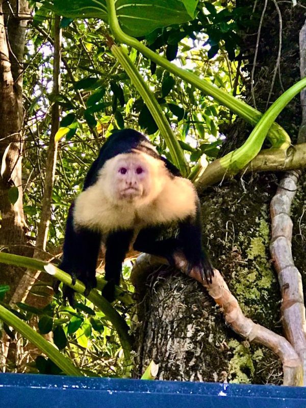 MANUEL ANTONIO NATIONAL PARK - Image 3