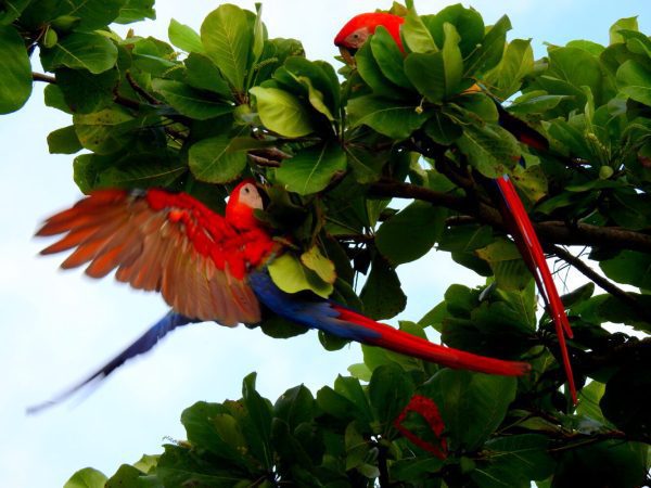 MANUEL ANTONIO NATIONAL PARK - Image 5