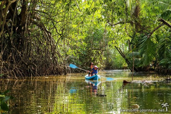 MANGROVE - Image 5